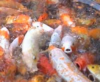 Carp in pond at Tropical Plant Institute