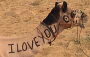I Love You camel